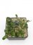 Hoya breviata