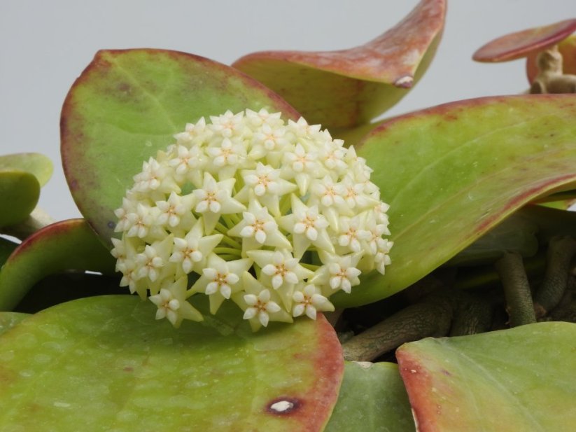 Hoya potsii Chiang Mai