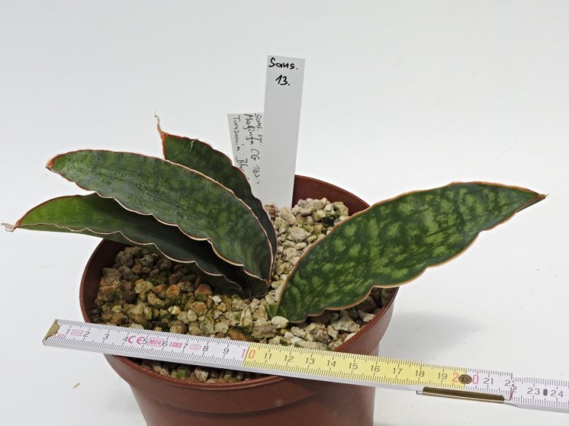 Sansevieria mafinga CG163.1  No.13
