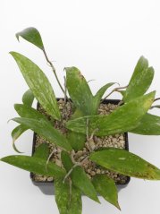 Hoya parasitica long leaf