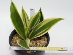 Sansevieria trifasciata silver princess No.9