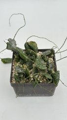Hoya imbricata