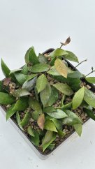 Hoya inconspicua
