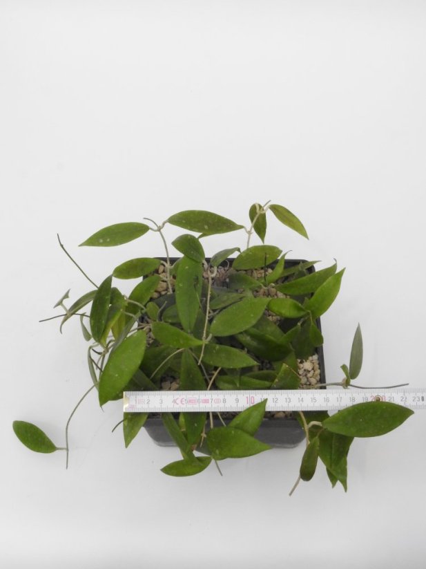 Hoya teneba