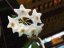 Hoya stoneana