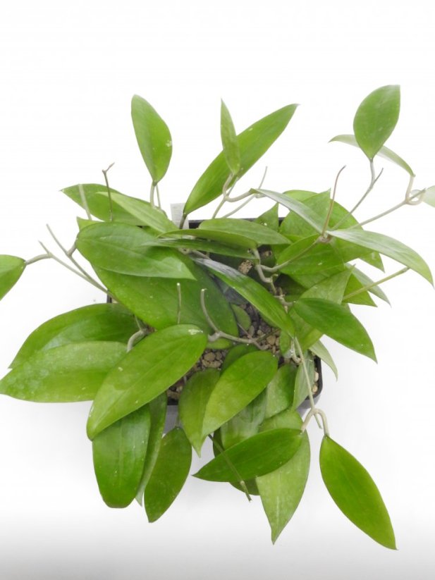 Hoya cinnamomifolia