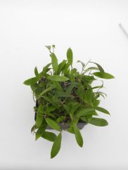 Hoya rubida