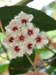 Hoya caudata sumatra