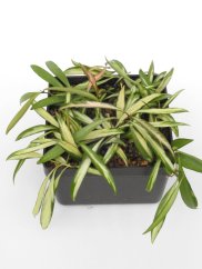 Hoya Kentiana Variegata