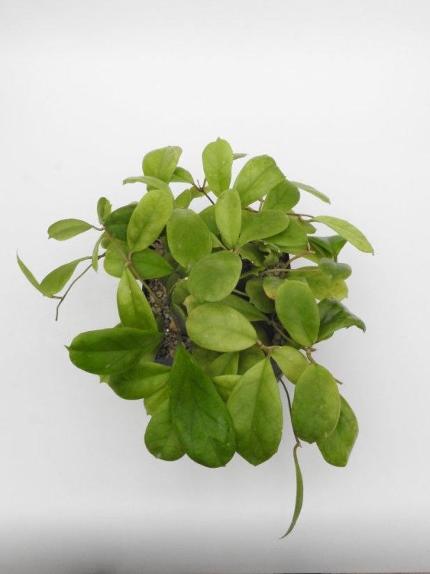 Hoya viola
