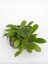 Hoya erythrina