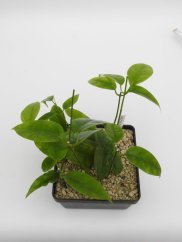 Hoya halconensis