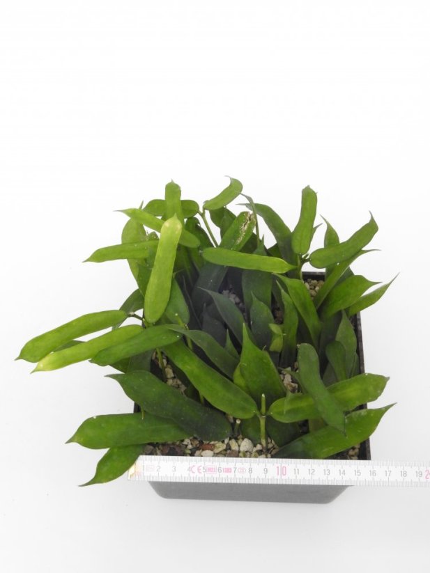 Hoya pandurata