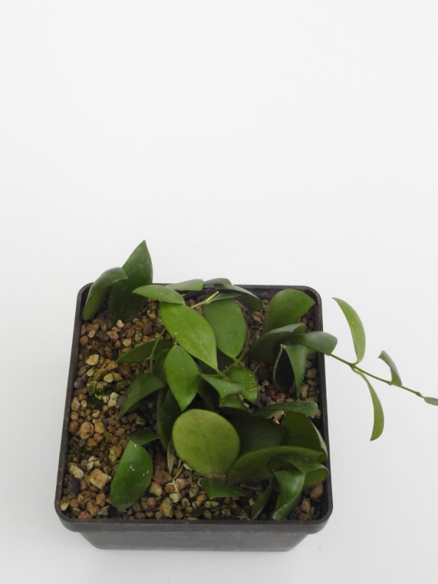Hoya myrmecopa