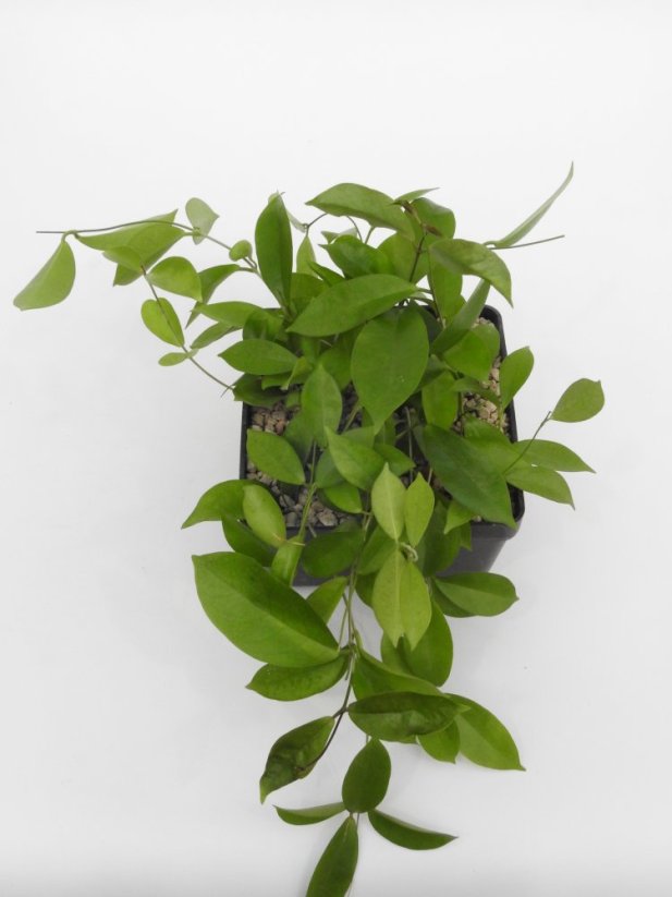 Hoya sp. kota kinabalu