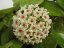 Hoya Snow Ball