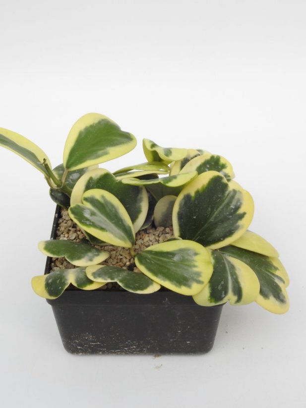 Hoya Kerrii Variegata