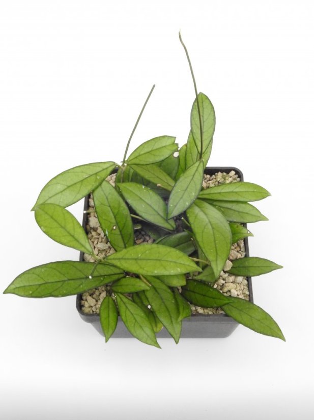 Hoya crassipetiolata