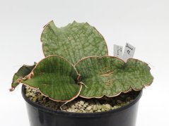 Sansevieria kirkii silver blue No.12