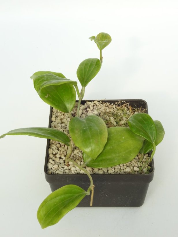 Hoya Merillii