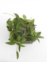 Hoya miari jaya 58