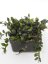 Hoya Lacunosa Black Queen