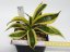 Sansevieria trifasciata sp. No.5