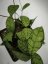 Hoya Calistophylla Aceh