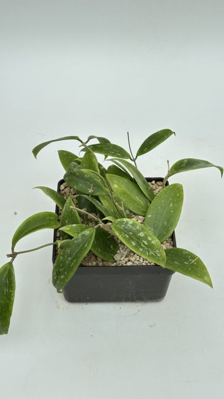 Hoya rangsan
