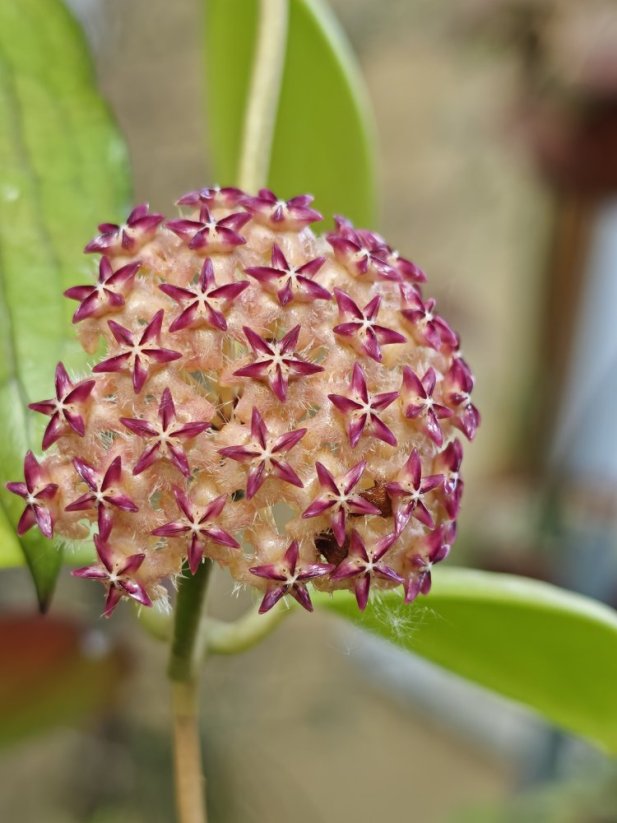 Hoya mindorensis cv. red star