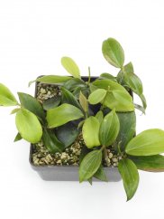 Hoya Sp. Palavan