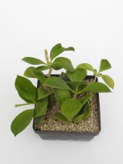 Hoya pachyclada