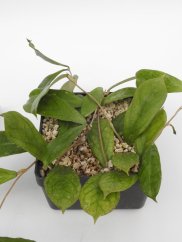 Hoya Flagellada II Aff
