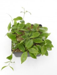 Hoya diptera žl. kv.