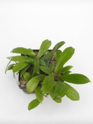 Hoya erythrina