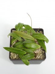 Hoya Blashernaezii