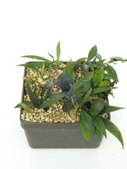 Hoya Mirabilis
