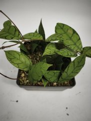 Hoya Calistophylla Aceh