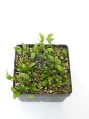 Hoya picta