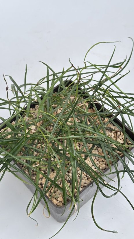 Hoya acicularis