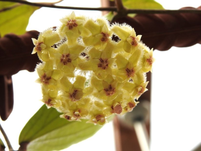 Hoya erythrina