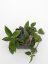 Hoya parasitica black edge