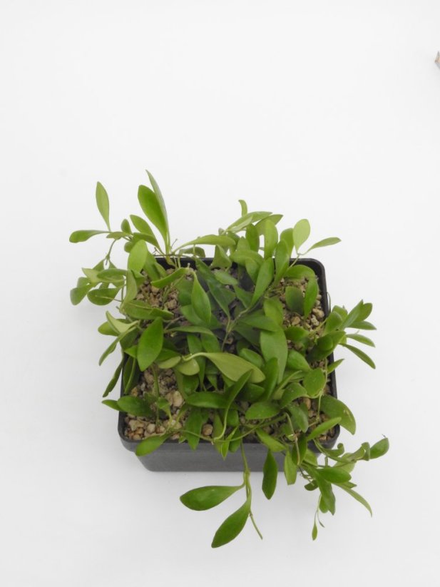 Hoya pallilimba
