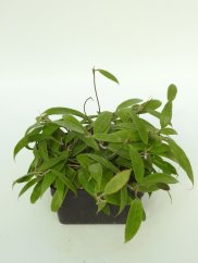 Hoya Parasitica Berit