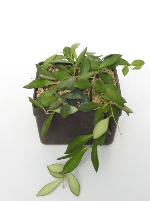Hoya Tsangii