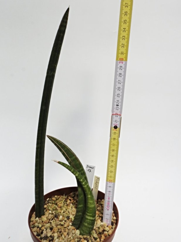 sansevieria fischeri  No.17