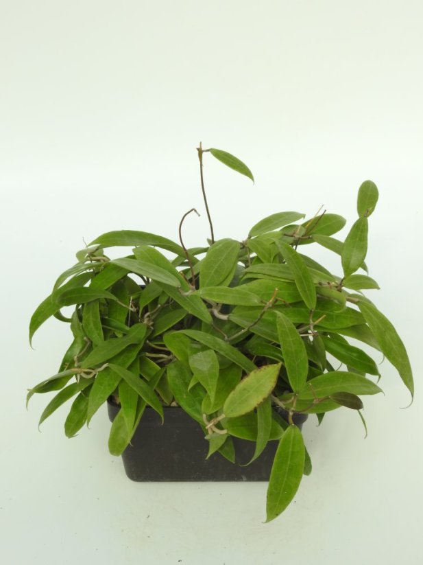 Hoya Parasitica Berit