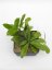 Hoya erythrina