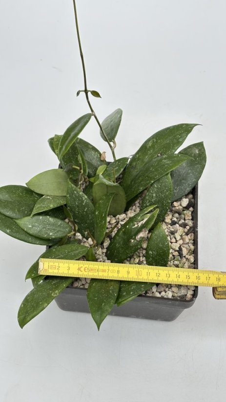 Hoya sp. Davao Phil
