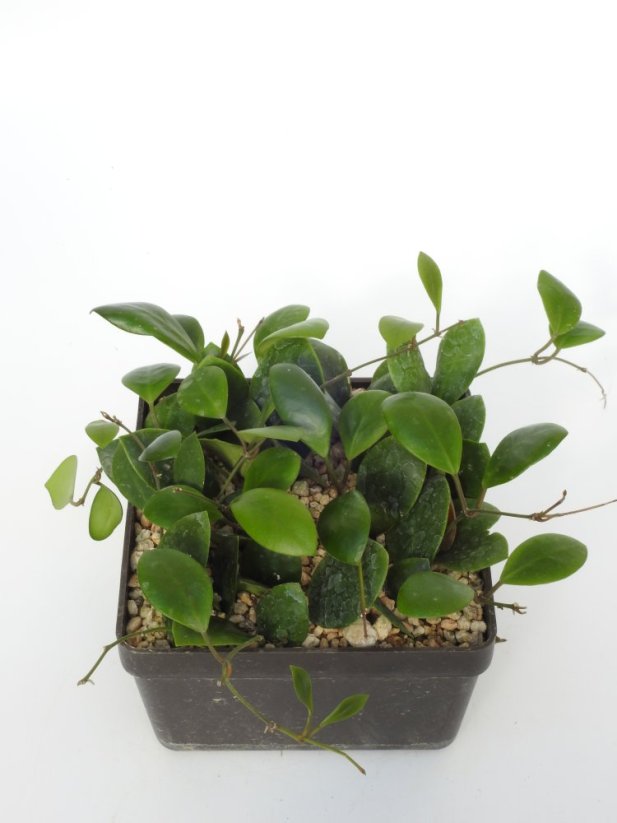 Hoya Lucardenasiala